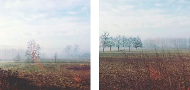 nebbia in Monferrato